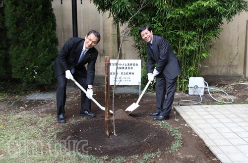 Lễ trồng cây hoa anh đào tại sứ quán Việt Nam ở Nhật Bản 